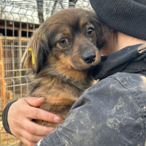 MINNY (♀) - vermittelt MD