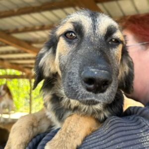 MIRABELLE (♀) - ausgereist zu Step by Paw (AL)