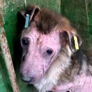 Mümmel (♂) - reserviert für PDR Gnadenplatzstelle - vermittelt