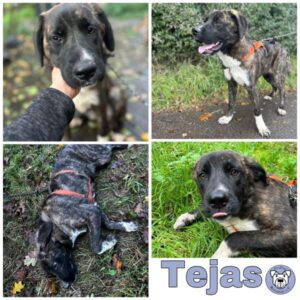 Tejas in 66265 Heusweiler - vermittelt