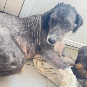 SASCHA (♂) - hatte schweren Autounfall - RBB 03/24