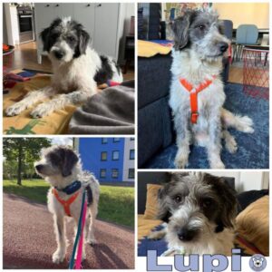 Lupi in 18437 Stralsund - vermittelt