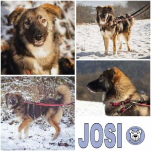 JOSI (♀) in 61276 Weilrod - reserviert