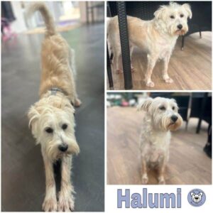 Halumi (♂) in 66265 Heusweiler - vermittelt