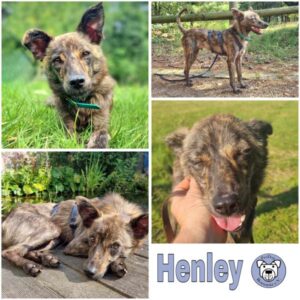 Henley (♂) in 45711 Datteln