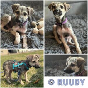 RUUDY (♂) 91438 Bad Windsheim - reserviert