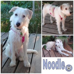 Noodle in 88699 Frickingen