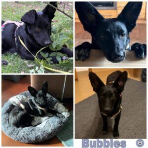 Bubbles in 92637 Weiden - vermittelt