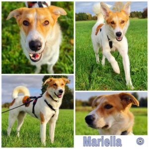 Mariella in 64846 Groß-Zimmern - vermittelt