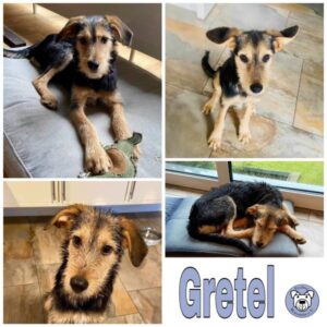 Gretel in 61479 Glashütten - vermittelt