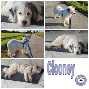 Clooney in 21217 Seevetal - vermittelt