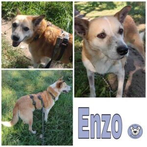 Enzo (♂) in 18311 Ribnitz Damgarten