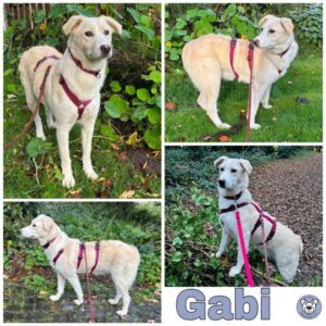 Gabi (♀) in 45481 Mülheim - vermittelt