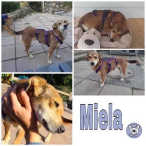 Miela in 77815 Bühl - vermittelt