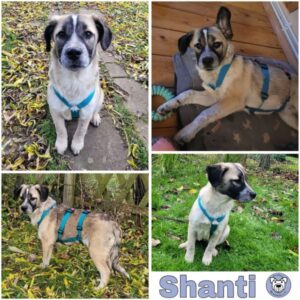 Shanti (♀) in 99817 Eisenach - vermittelt