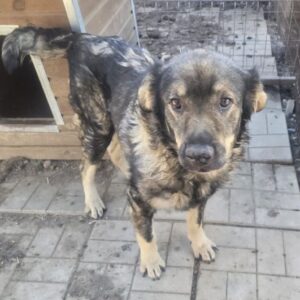 HEINZI (♂) - kommt nicht ans Futter/Wasser, Abszess (Wucherung) am Maul rechts