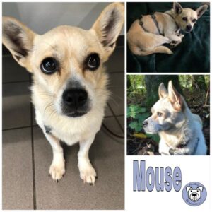 Mouse (♀) in 66130 Saarbrücken - vermittelt