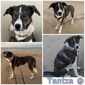 Tantza in 51379 Leverkusen - vermittelt