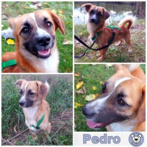 Pedro in 04519 Rackwitz - vermittelt