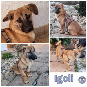 Igoli in 74357 Bönnigheim - vermittelt