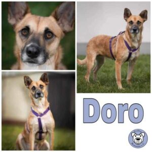 Doro (♀) in 63477 Maintal - vermittelt