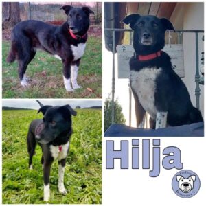 Hilja in 78713 Schramberg - vermittelt