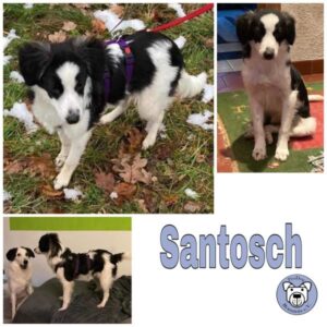 Santosch in 73240 Wendlingen - vermittelt