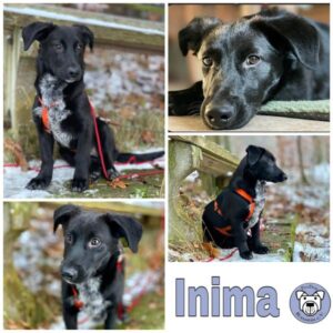 Inima in 97616 Bad Neustadt a. d. Saale - vermittelt