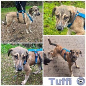 Tuffi in 66265 Heusweiler - vermittelt