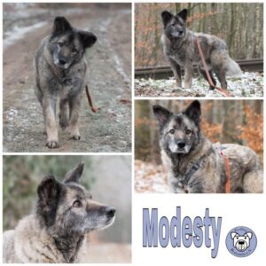 Modesty (♂) in 27726 Worpswede - RBB 01.03.2024