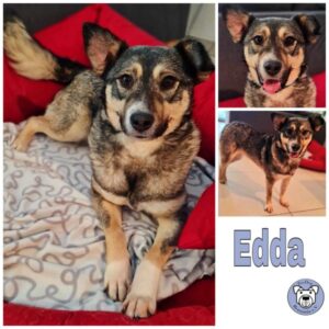 Edda in 64846 Groß-Zimmern - vermittelt