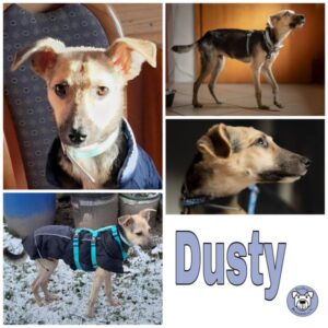 Dusty (♂) in 34474 Diemelstadt - vermittelt