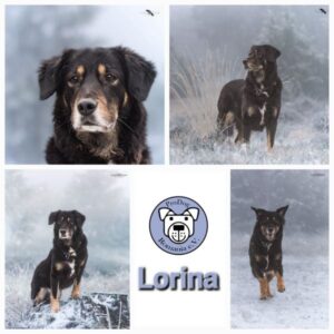 Lorina (Lina) (♀) in 56729 Monreal - vermittelt