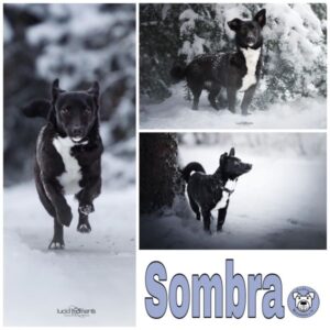 Sombra (♀) in 56753 Mertloch - vermittelt
