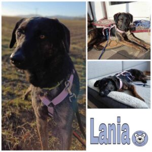 Lania (♀) 95615 Marktredwitz - vermittelt