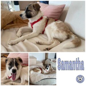 Samantha (♀) in 72202 Nagold - vermittelt