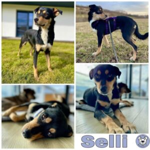 Selli (♀) in 72227 Egenhausen - vermittelt