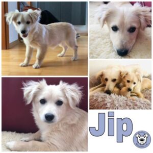 Jip (♀) in 24229 Strande - vermittelt