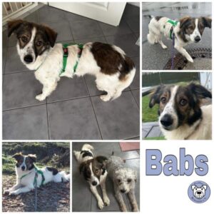 Babs (♀) in 84100 Niederaichbach - vermittelt