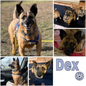 Dex (♂) in 55122 Mainz