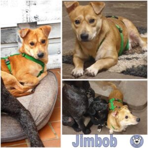 Jimbob (♂) in 55583 Bad Kreuznach - vermittelt