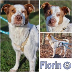 Florin (♂) in 24148 Kiel - vermittelt