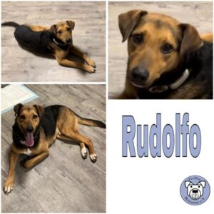 Rudolfo (♂) in 56753 Mertloch - vermittelt