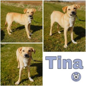 Tina (♀) in 99636 Ostramondra - vermittelt