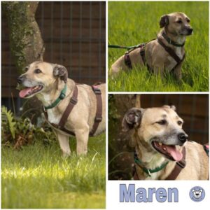 MAREN (♀) in 64839 Münster - vermittelt