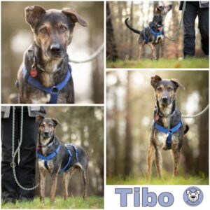 Tibo (♂) in 75378 Bad Liebenzell - vermittelt