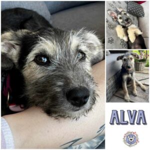 Alva (♀) in 15306 Seelow - vermittelt