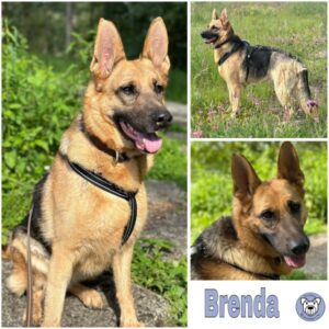 Brenda (♀) in 76477 Elchesheim-Illingen - vermittelt
