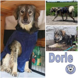 Dorle (♀) in 82223 Eichenau - vermittelt