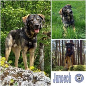 Janosch (Agilo) (♂) in 96120 Bischberg - vermittelt